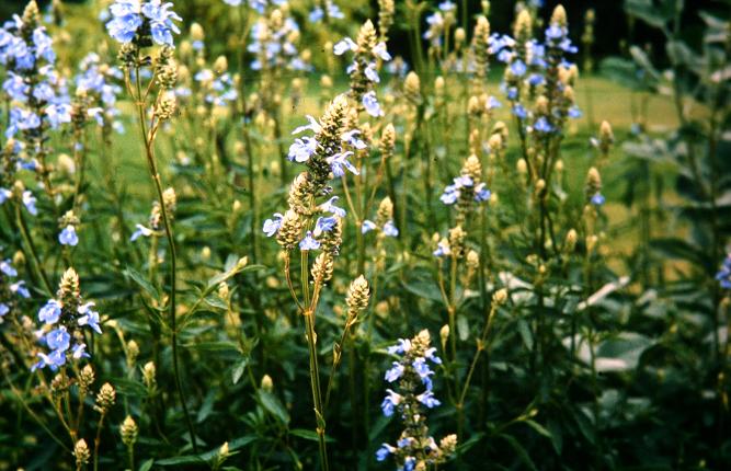 Salvia uliginosa 