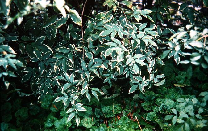 Sambucus nigra 'Variegata' 