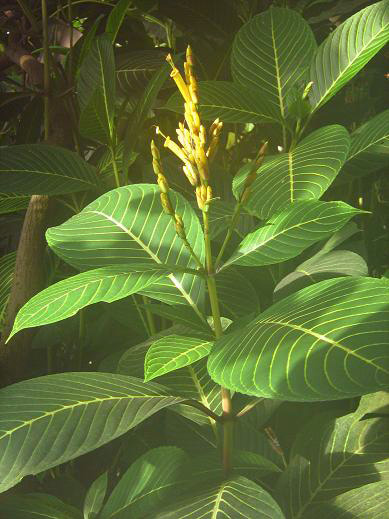 Sanchezia speciosa 