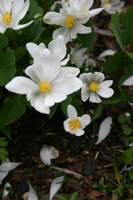 Sanguinaria canadensis 