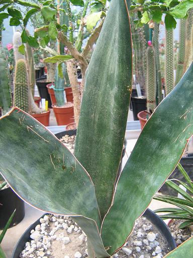 Sansevieria abyssinica 
