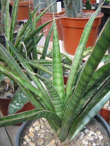 Sansevieria aethiopica 