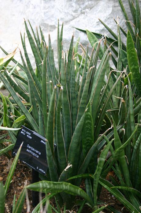 Sansevieria aethiopica 