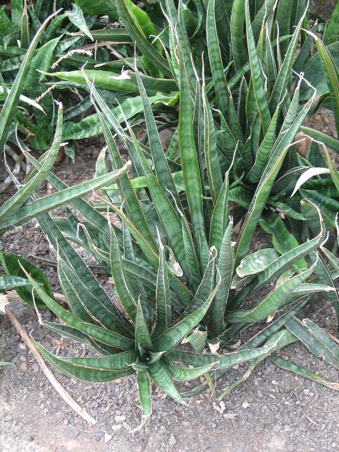 Sansevieria aff. dawei 