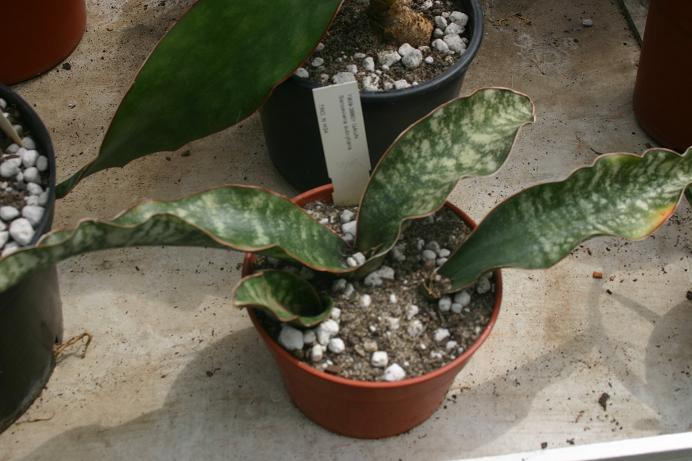 Sansevieria aubrytiana 