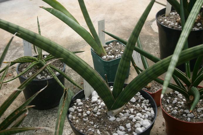 Sansevieria bella 