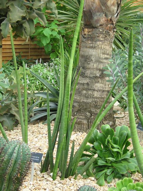 Sansevieria canaliculata 