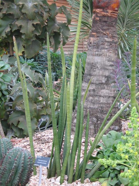 Sansevieria canaliculata 