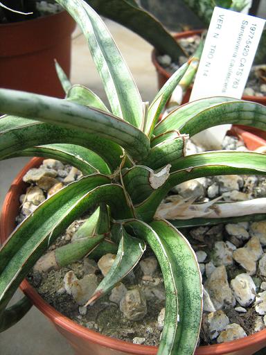 Sansevieria caulescens 