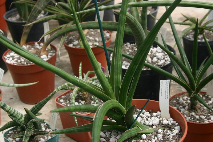 Sansevieria caulescens 