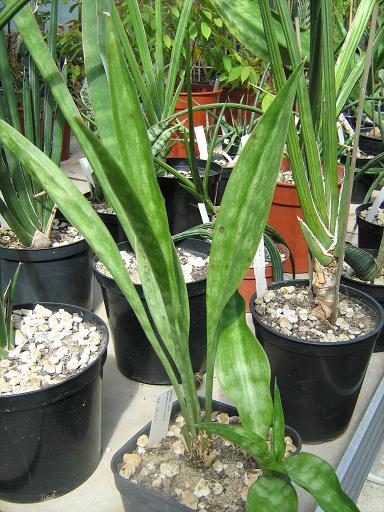 Sansevieria concinna 