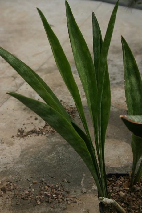 Sansevieria concinna 