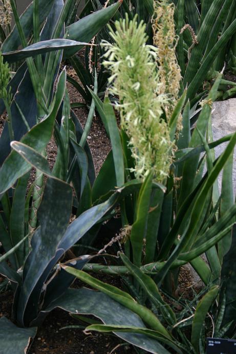 Sansevieria conspicua 