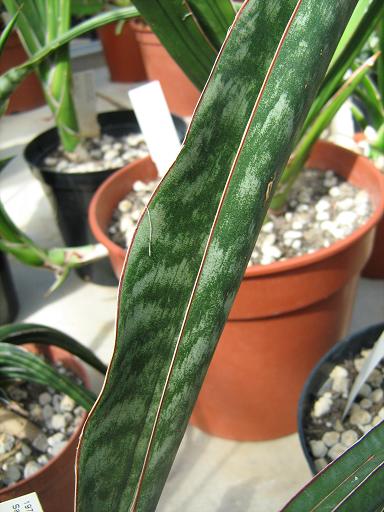 Sansevieria dawei 