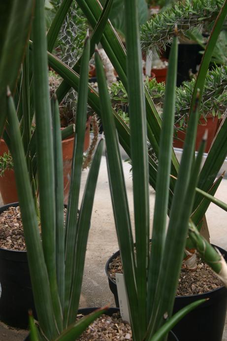 Sansevieria desertii 