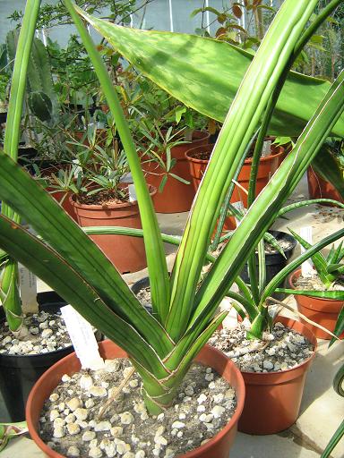 Sansevieria ehrenbergii 