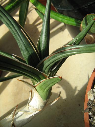 Sansevieria gracilis 