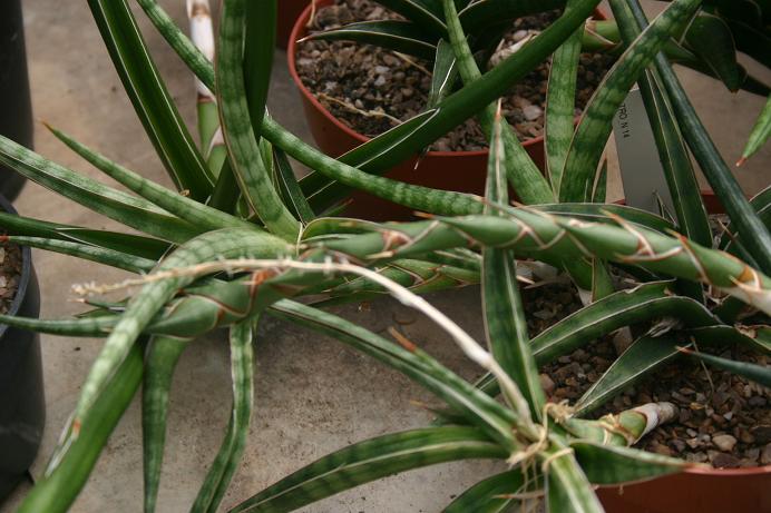 Sansevieria gracilis 