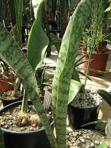 Sansevieria grandis 