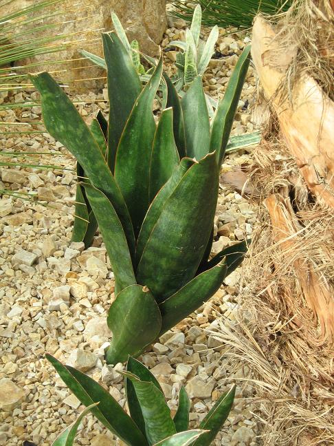 Sansevieria grandis 