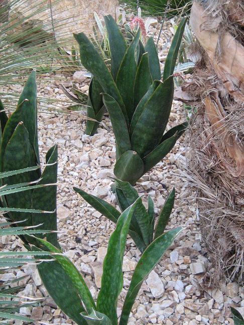 Sansevieria grandis 