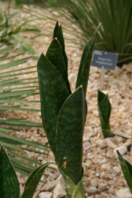 Sansevieria grandis 