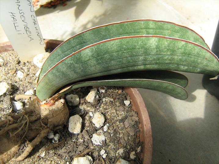 Sansevieria hallii 