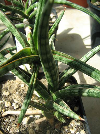 Sansevieria humbertiana 