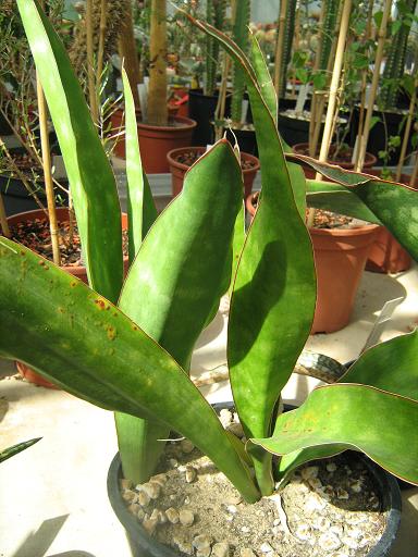 Sansevieria hyacinthoides 
