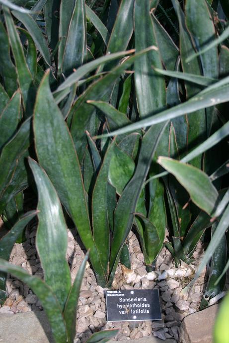 Sansevieria hyacinthoides var latifolia 