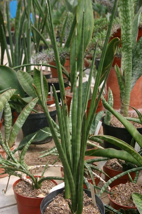 Sansevieria intermedia 