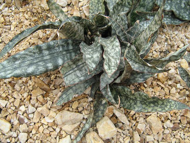 Sansevieria kirkii pulchra 