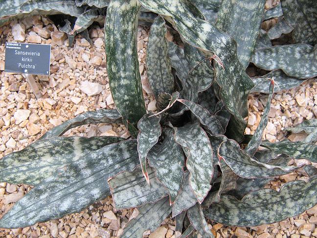 Sansevieria kirkii pulchra 