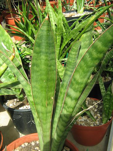 Sansevieria lancifolia 