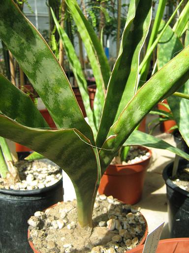 Sansevieria liberica 