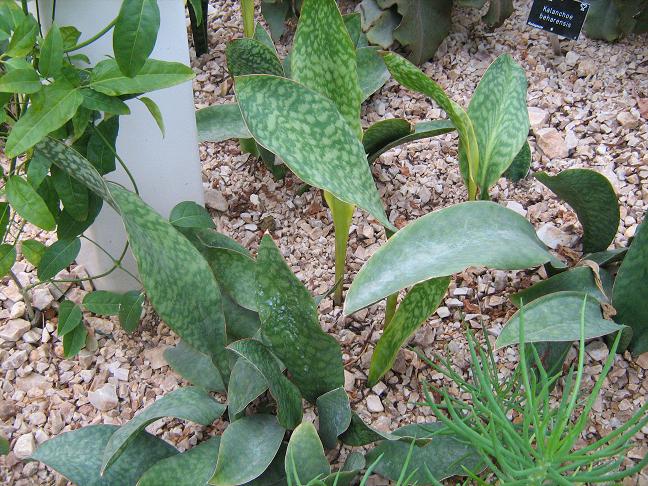 Sansevieria masoniana 