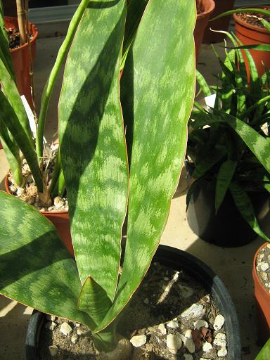 Sansevieria metallica 