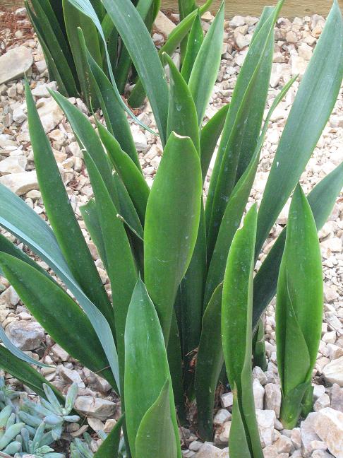 Sansevieria 'Onyx' 