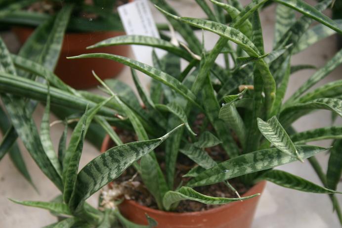 Sansevieria parva 