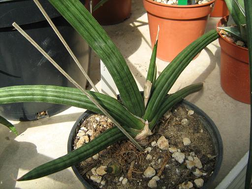 Sansevieria patens 