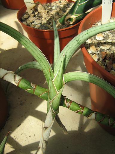 Sansevieria pearsonii 