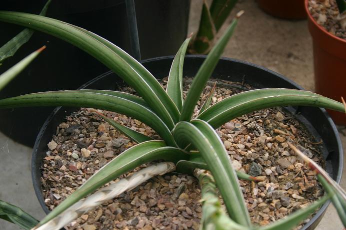 Sansevieria pearsonii 