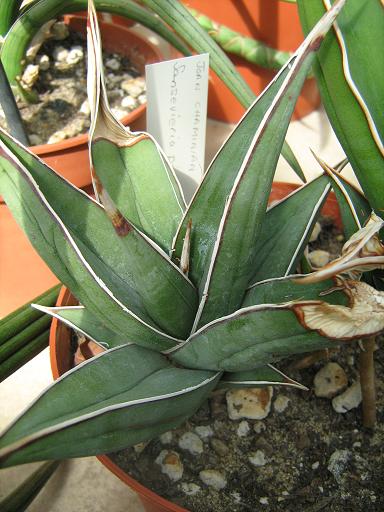 Sansevieria pinguicula 