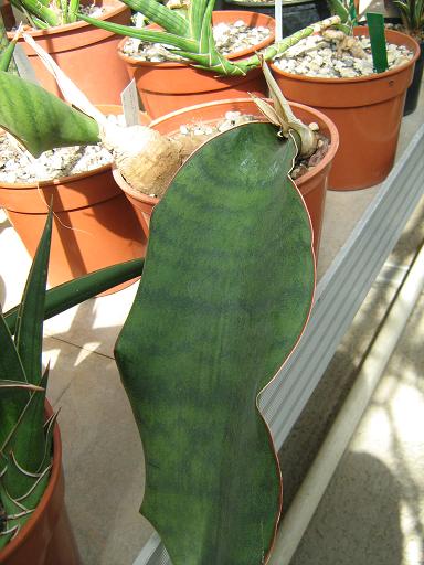 Sansevieria raffillii 