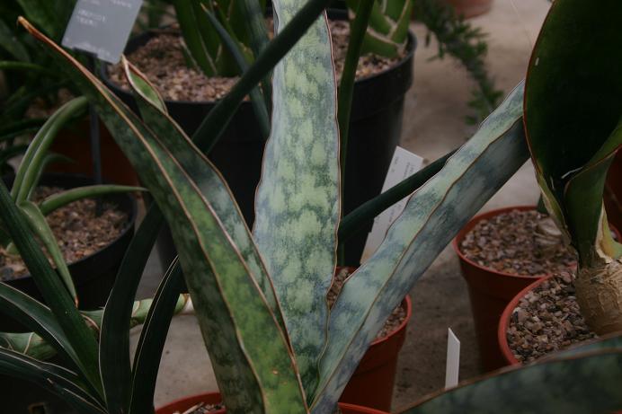 Sansevieria raffillii glauca 