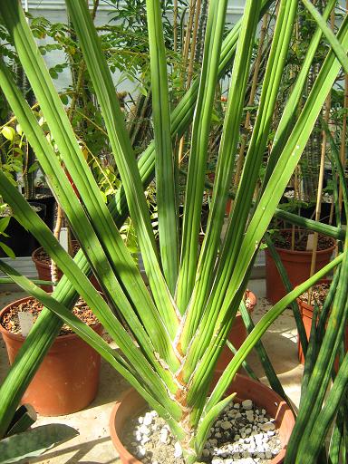 Sansevieria robusta 