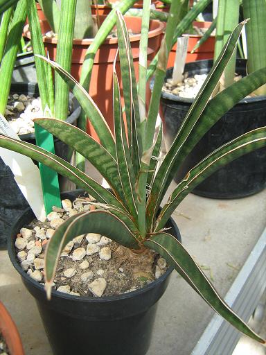 Sansevieria scabrifolia 