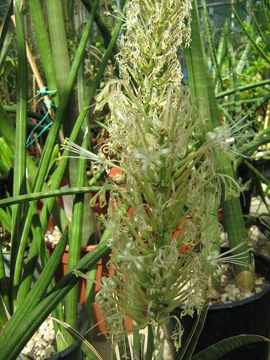 Sansevieria scabrifolia 