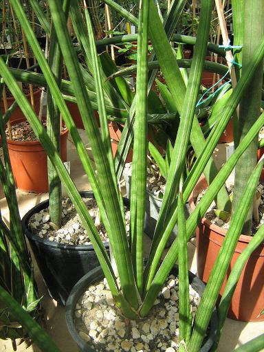 Sansevieria sordida 