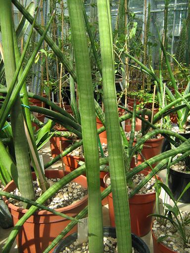 Sansevieria stuckeyii 